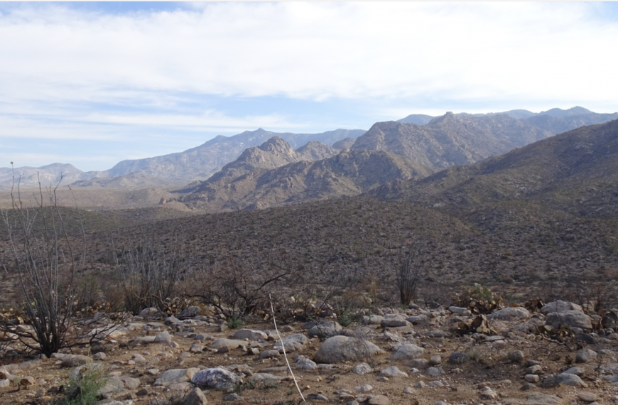 Fuel Breaks for the Sonoran Desert